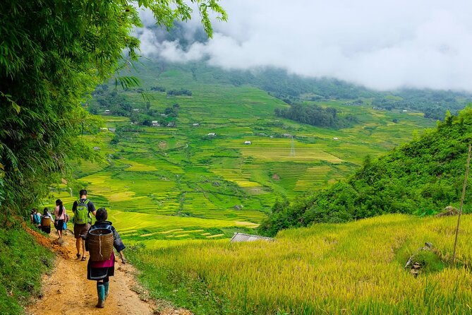 1 Day Sapa Authentic Trekking ( off beaten track ) - Pine forest and the first descent to Suoi Ho