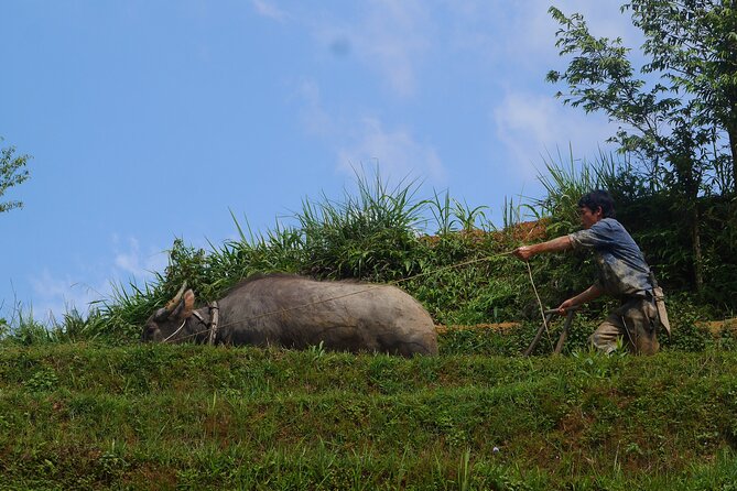 2D1N Buffalo trek by Hmong Sister House and Trekking - Who will enjoy this trek most