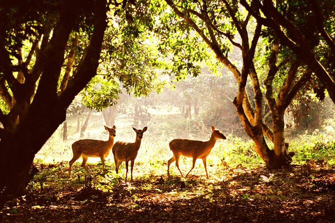CUC Phuong National Park One Day Small Group - Why Cuc Phuong works as a day trip from Ninh Binh