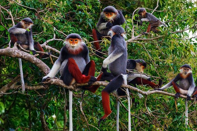 CUC Phuong National Park One Day Small Group - The primate rescue center, conservation before sightseeing