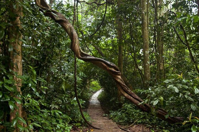 Cuc Phuong National Park Private Day Tour: Trekking & Primates - Lunch at a stilt-house restaurant