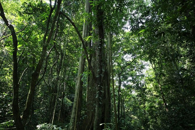 Cuc Phuong National Park Private Day Tour: Trekking & Primates - The Cave of Pre-historic Man