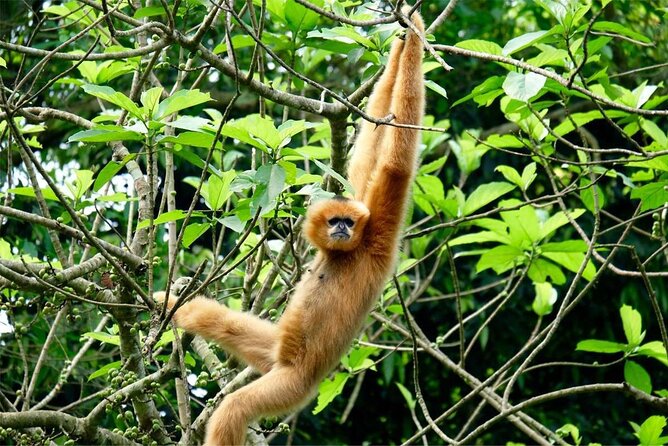 Cuc Phuong National Park Private Day Tour: Trekking & Primates - Trekking to the thousand-year-old tree