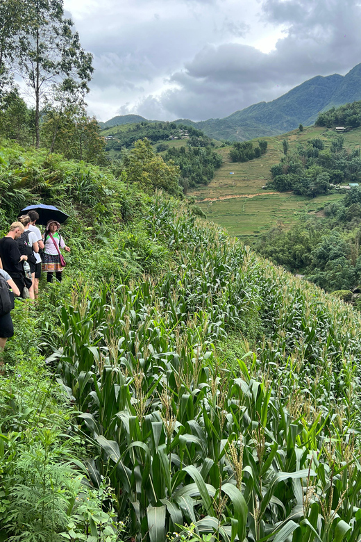 Explore Sapa by TrekkingAdventures, Mountain,Rice fields - Should you book Explore Sapa?