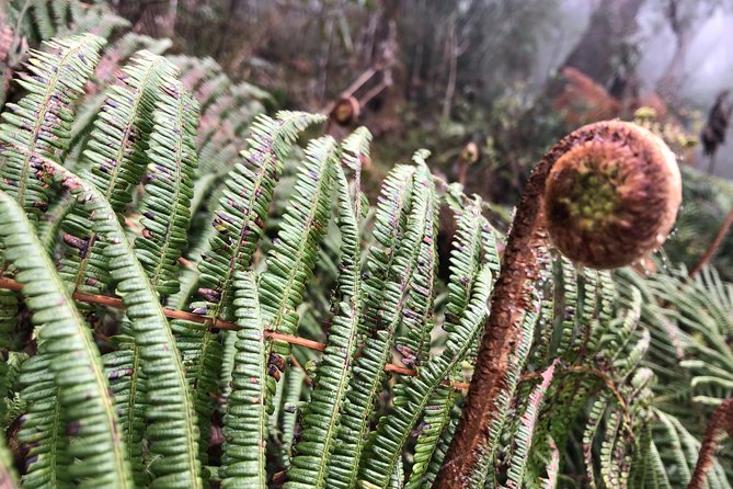 Exploring Fansipan: A 2-Day, 1-Night Trekking Adventure - What $120 Buys You