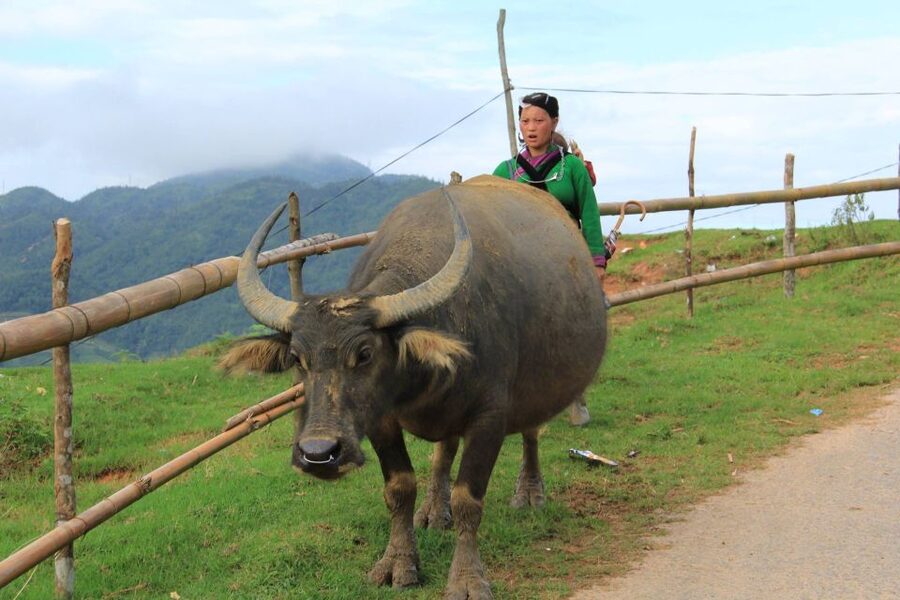 From Hanoi: 2-Day Sapa Cultural Exchange Tour with Homestay - Is $100 good value for two days?