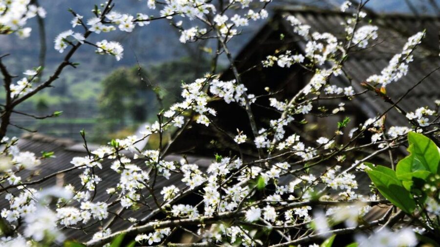 From Hanoi: Sapa 3-Day Medium Trek and Limousine Trip - The people you meet, and how to handle sales pressure