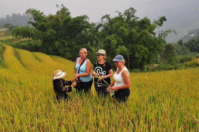 From Hanoi : Sapa Moutain Trek - Halong bay Heritage - Day 2: Rice terraces, streams, and ethnic communities
