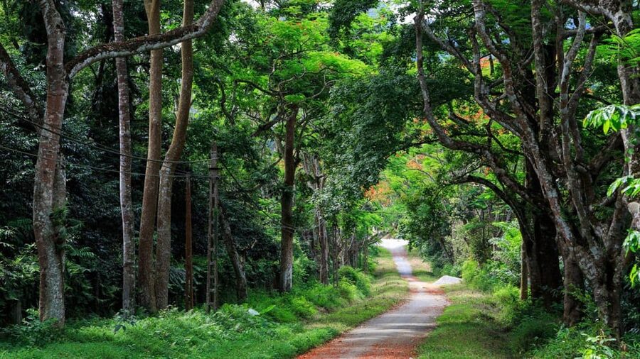 From Ninh Binh: Visit Cuc Phuong National Park - Van Long - Choosing between the 1000 Years Old Tree and Ancient Tree walks