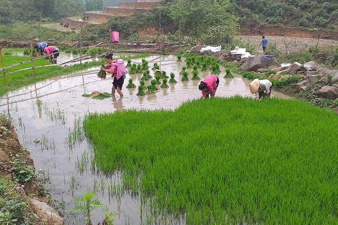 From Sapa: 2-Day Trek Through Authentic Villages in North - Sapa - Day one: Ta Phin’s terraces and village paths