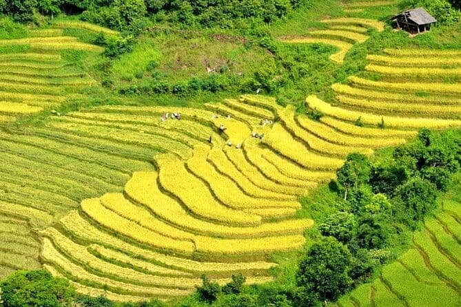From Sapa: 2 Days 1 Night Trek Over Night At Homestay - The guide can make or break the cultural side