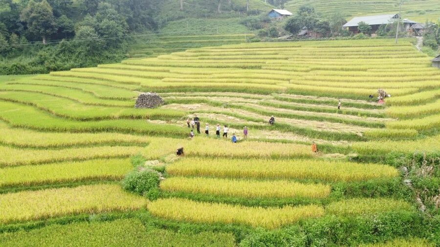 From Sapa: Terrace Fields and Local Villages Trek with Lunch - Is $22 good value?