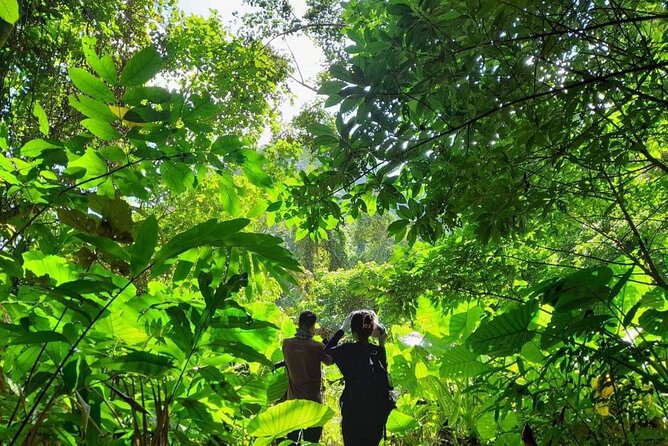 Full-Day Cuc Phuong National Park Hiking Tour - Walking the primary forest to the ancient tree