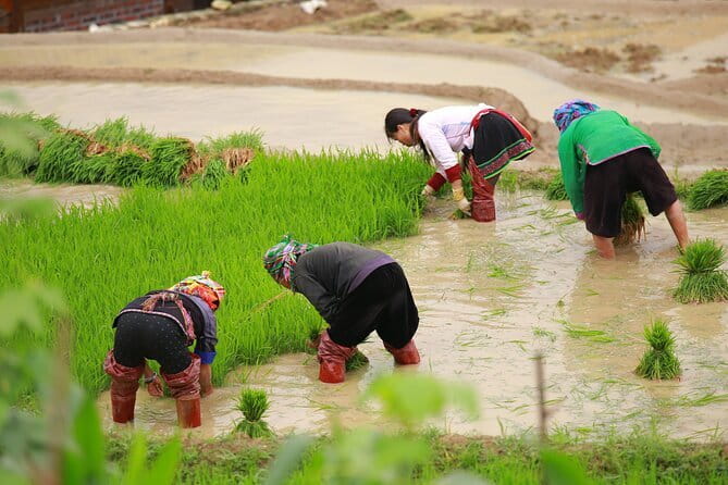 Full Day Cultural Tour in Sapa Terraces - Y Linh Ho Village and the included local lunch