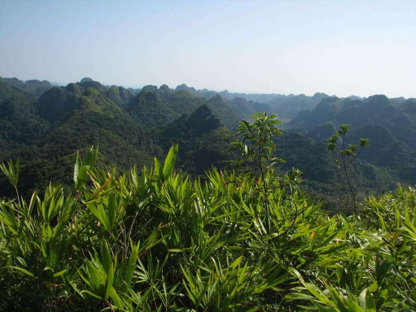 Half Day Hiking to Cat Ba National Park with a Guide - Why this half-day trip works so well on Cat Ba
