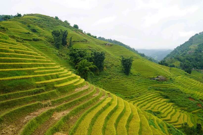 Half Day Sapa Trekking to Visit Lao Chai - Ta Van - Leaving Sapa for Y Linh Ho
