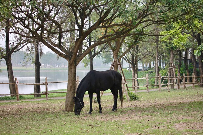 Hanoi Horseback Riding Club & Tours - Exclusive Experience - Feeding horses and painting a horseshoe