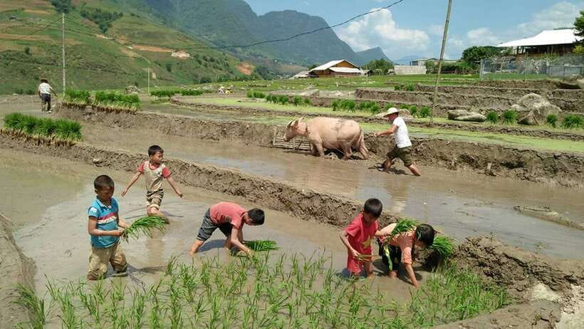 Hanoi- SaPa: 3-Day Homestay Trek to Explore Ethnic cultures - Day 3: Ban Ho sunrise and Nam Tong