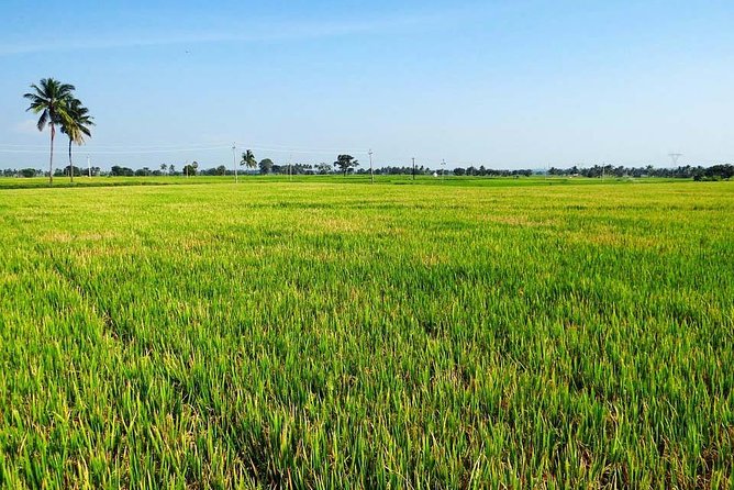 Hanoi Vespa Countryside Tour With Female Ao Dai Riders Half Day - Morning or afternoon: which departure suits you?