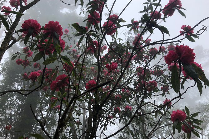 Hiking Fansipan in 1 day - The final climb to 3,147.3 meters
