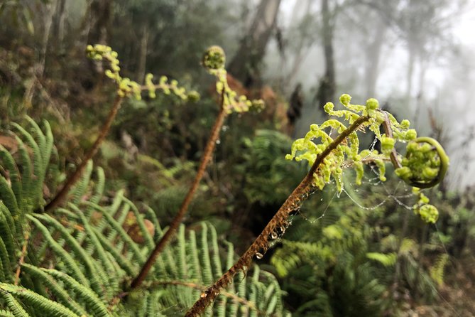 Hiking Fansipan in 1 day - Jungle trails and rough ground