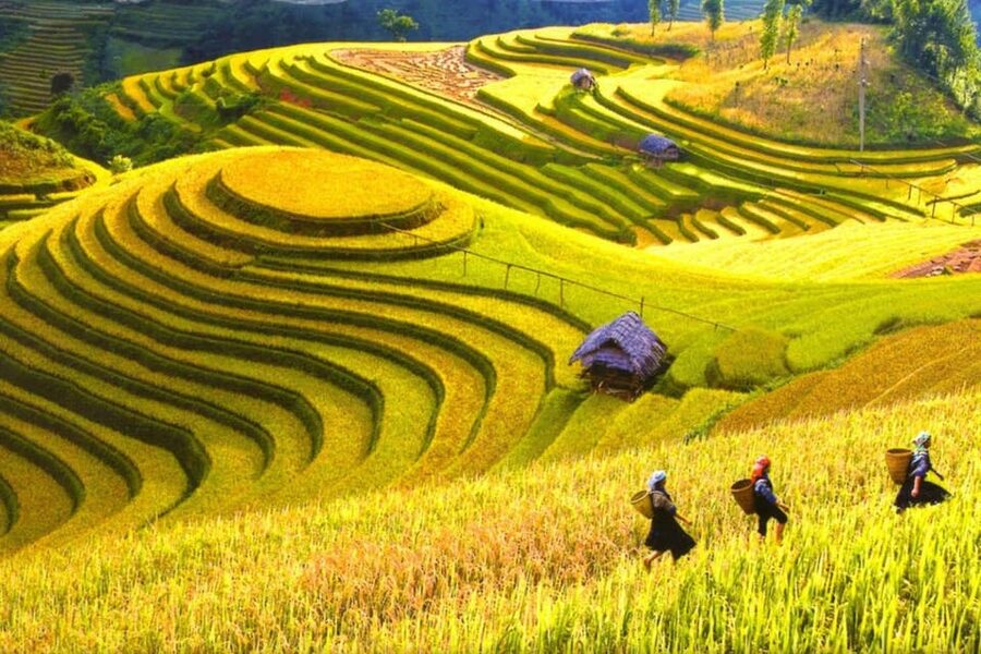 Journey Through Sapa Terraces & Traditions - Rice terraces beneath Hoang Lien Son Mountain