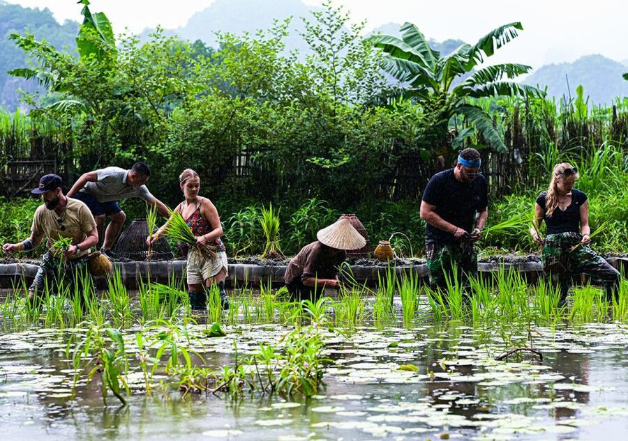Ninh Binh: Buffalo riding, rice planting group tour - Planting Vietnamese rice beside local farmers