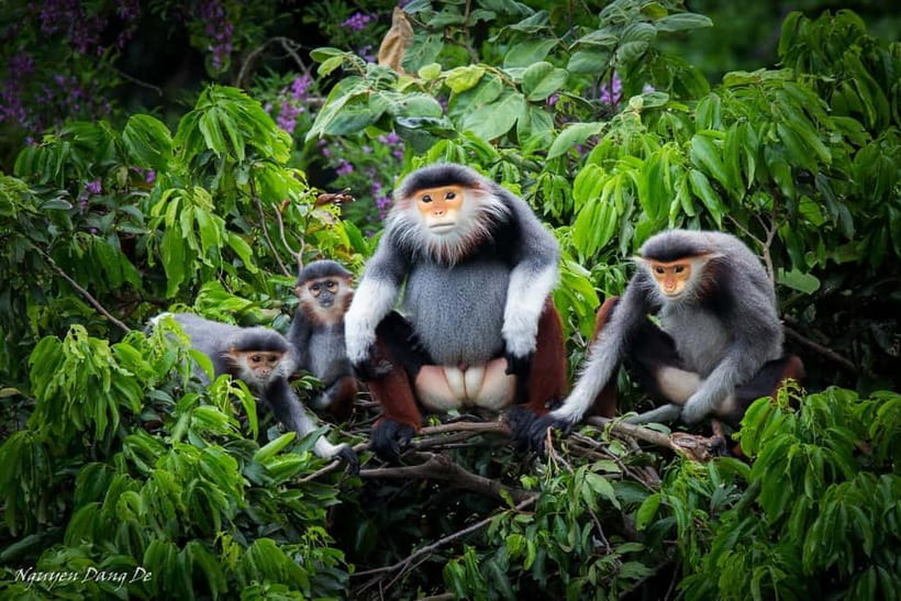 Ninh Binh: Cuc Phuong Jungle Hike & Wildlife Day Trip - The rainforest walk is closer to a guided trek than a hard climb
