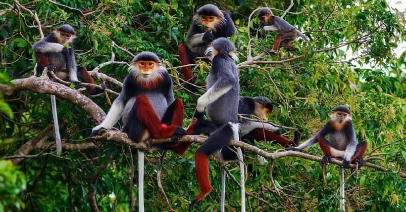 Ninh Binh : Cuc Phuong National Park One Day Group Tour - Key points at a glance