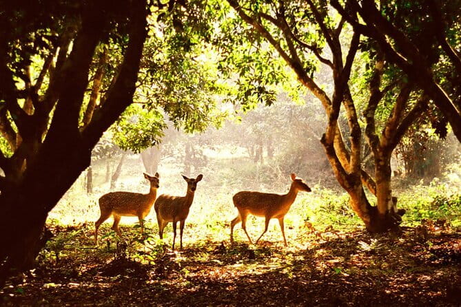 Ninh Binh One Day Cuc Phuong National Park Small Group Tour - Driving 15 to 20 kilometers into primary forest