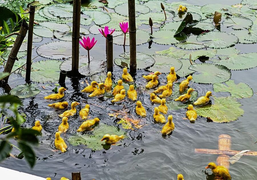 Ninh Binh: Rice planting and fishing by basket tour - Who should book this Ninh Binh experience