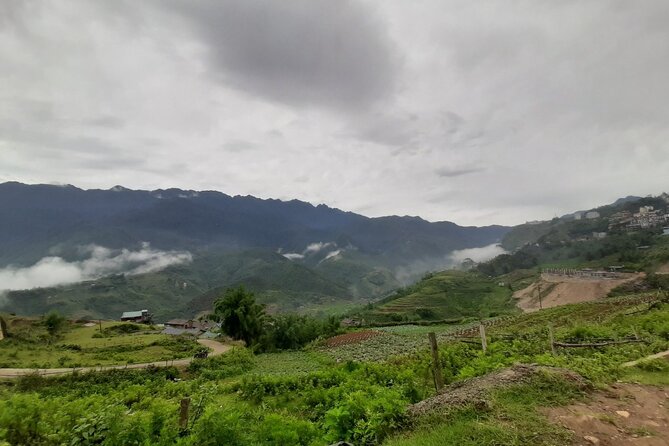 One day Trekking in Sapa and Muong Hoa Valley with local guide - Bamboo groves and buffalo make the route feel less staged