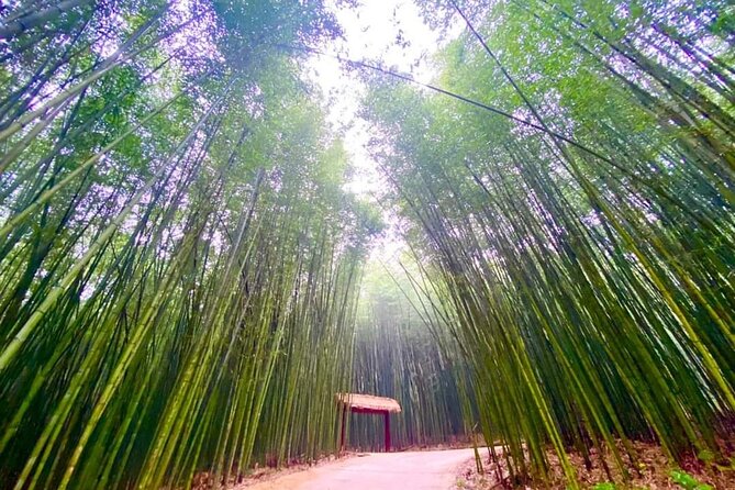 Private Car and Tour Guide Exploring Northern Vietnam - Bamboo forests and Phia Oac Mountain
