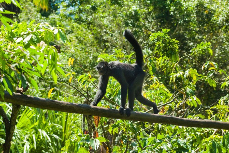 Private Day Tour: Cuc Phuong National Park from Hanoi - Key points to know before booking