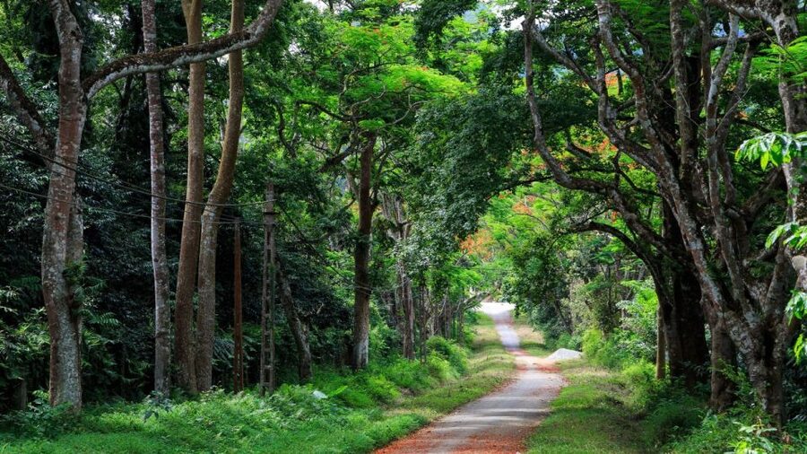Private Day Tour: Cuc Phuong National Park from Hanoi - Why Cuc Phuong makes a worthwhile day from Hanoi
