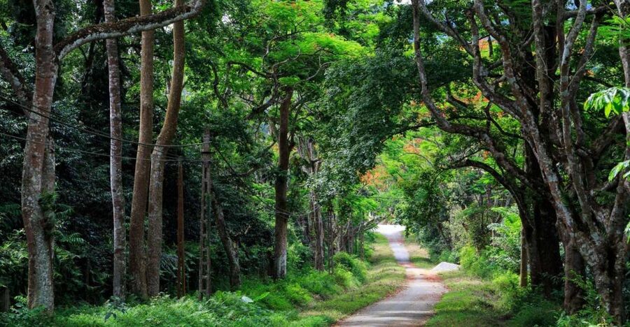 Private Day Tour: Cuc Phuong National Park from Hanoi - The Endangered Primate Rescue Center