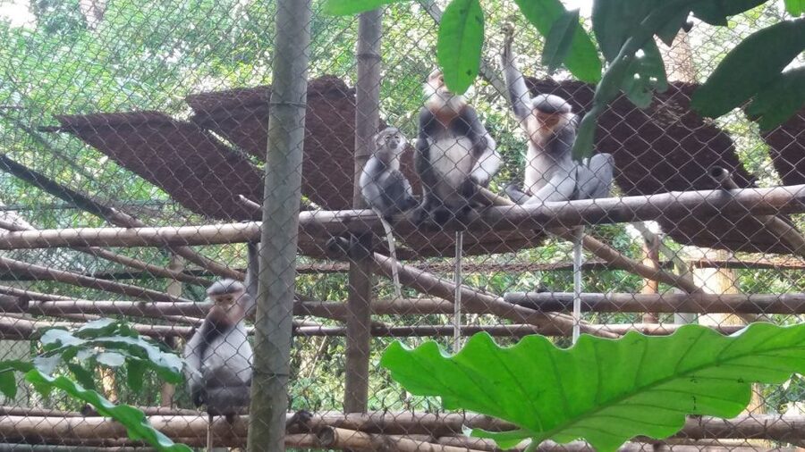 Private Day Tour: Cuc Phuong National Park from Hanoi - Three hours on the jungle trail