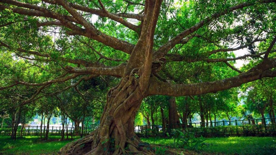 Private Day Tour: Cuc Phuong National Park from Hanoi - Caves, birds, and small details