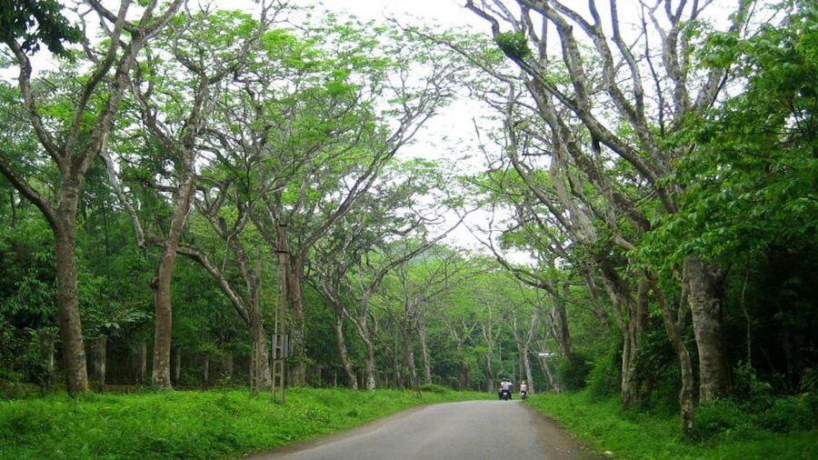 Private Day Tour: Cuc Phuong National Park from Hanoi - Sightseeing and the return to Hanoi