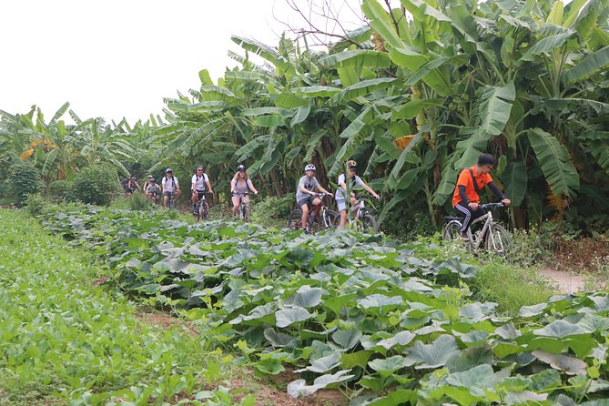 Red River island backroad, Rural Countyside Area and Train Street - Red River Island and the quieter side of Hanoi