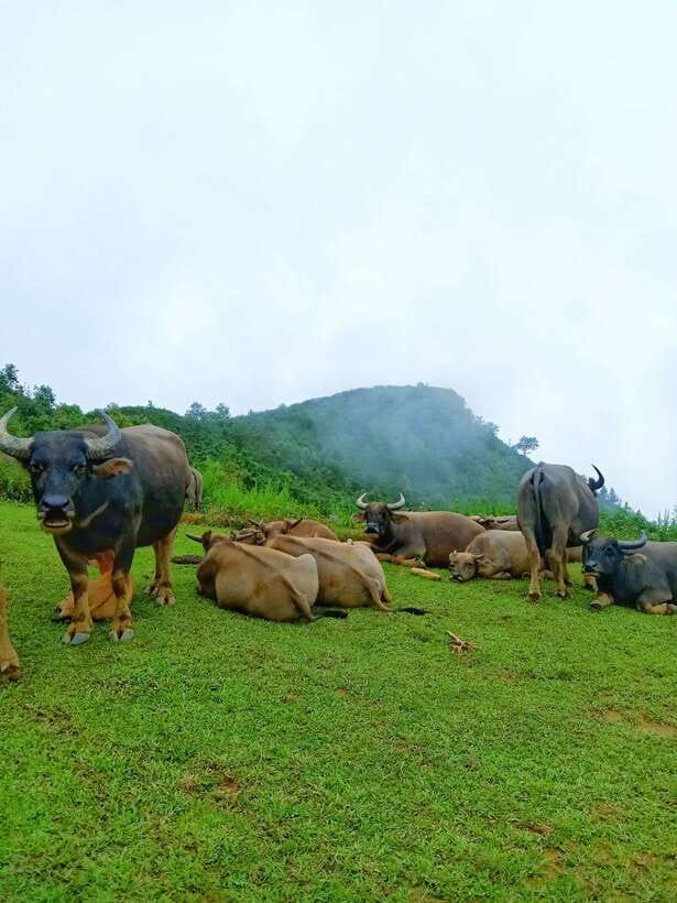 SAPA: 2 DAYS Walking & 1 night at Homestay with LOCAL GUIDE - At a glance
