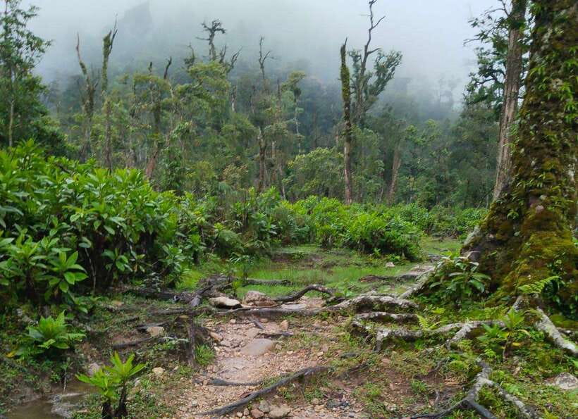 SAPA : Climb up to Fansipan mountain with LOCAL GUIDE - Lunch in the mountain, not back in town