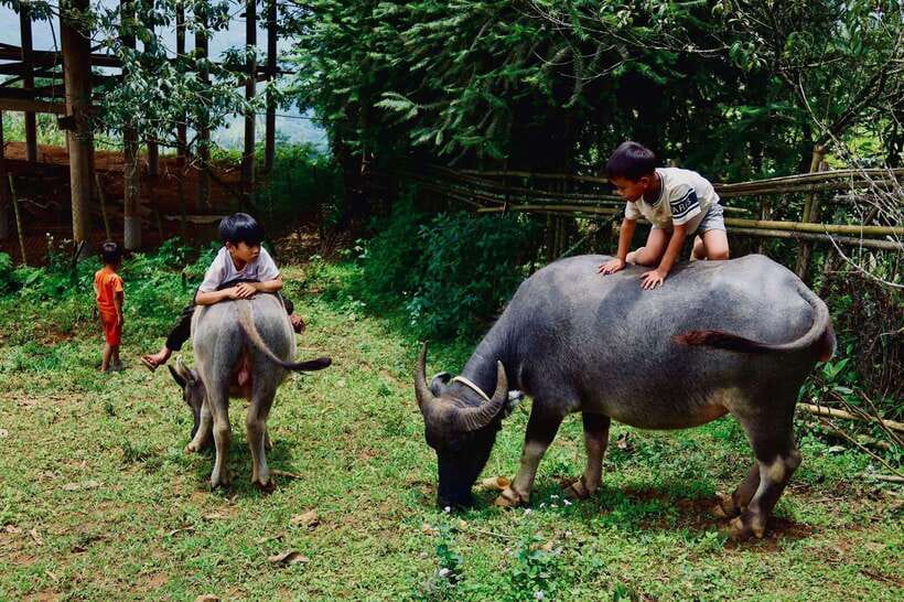 Sapa: Discover the Secrets of the Red Dao: A Healing Journey - Suoi Ho: rice paddies and a village stream