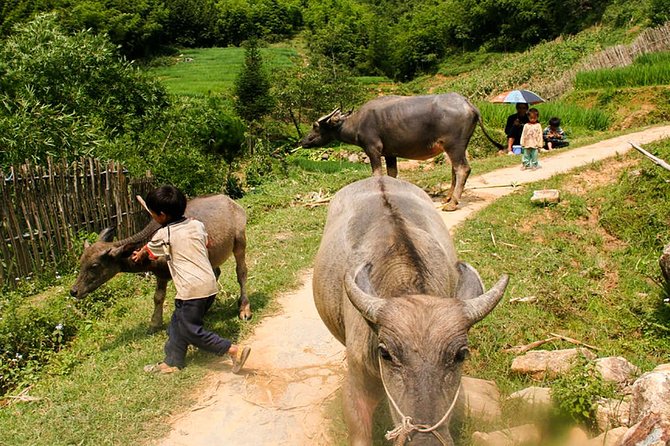 Sapa Easy Trekking Tour 1 Day - Rice Paddies and Cultures - From Sapa church to Suoi Ho’s Black Hmong village
