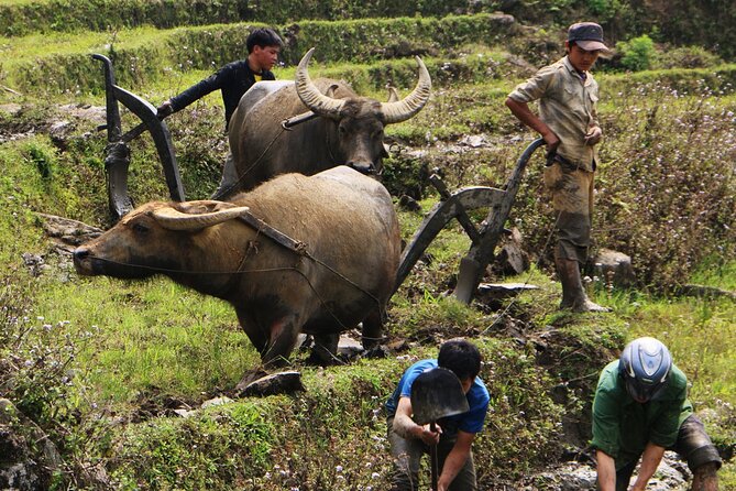 Sapa Hmong Family Trekking Adventures - Key points at a glance