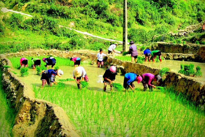 Sapa Hmong Family Trekking Adventures - Why this Sapa trek feels different