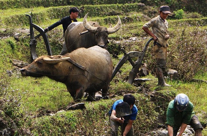Sapa Hmong Family Trekking Adventures - Group size, pace, and who should book