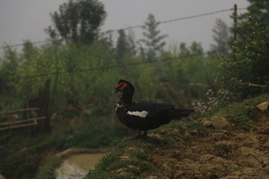 Sapa: Local Exploration on a Guided Motorbike Tour - What changes on the moderate and hard routes