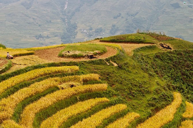 Sapa Motorbike Tour 1 Day| See All Of Rice Fields & Valleys in One Day - Lao Chai and Hmong terrace farming