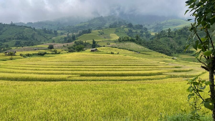 Sapa: Motorbike Tour 1 Day Visit Waterfalls & Local Villages - The Lonely Tree viewpoint and the ride into Muong Hoa